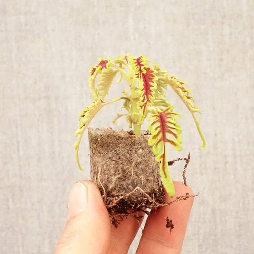 Cóleo Skeletal minicepellón: Ø 3/4 cm Ejemplar entregado en la primavera