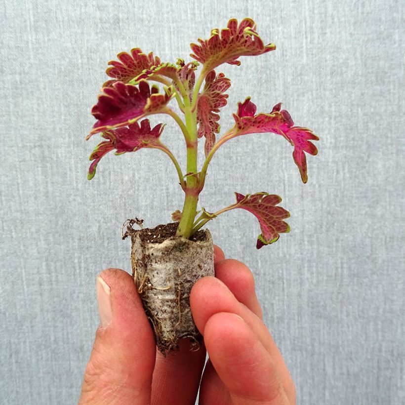 Coleus Vulcan minicepellón: Ø 3/4 cm Ejemplar entregado en la primavera
