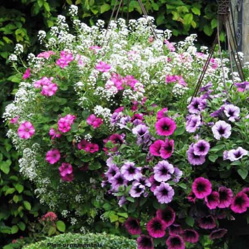 Colección Berry Cascade (Floración)