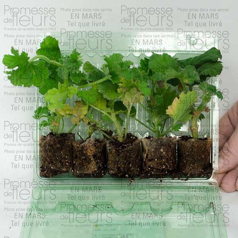 Ejemplo de ejemplar de Colección de 5 Geranios aromáticos tal y como se entrega