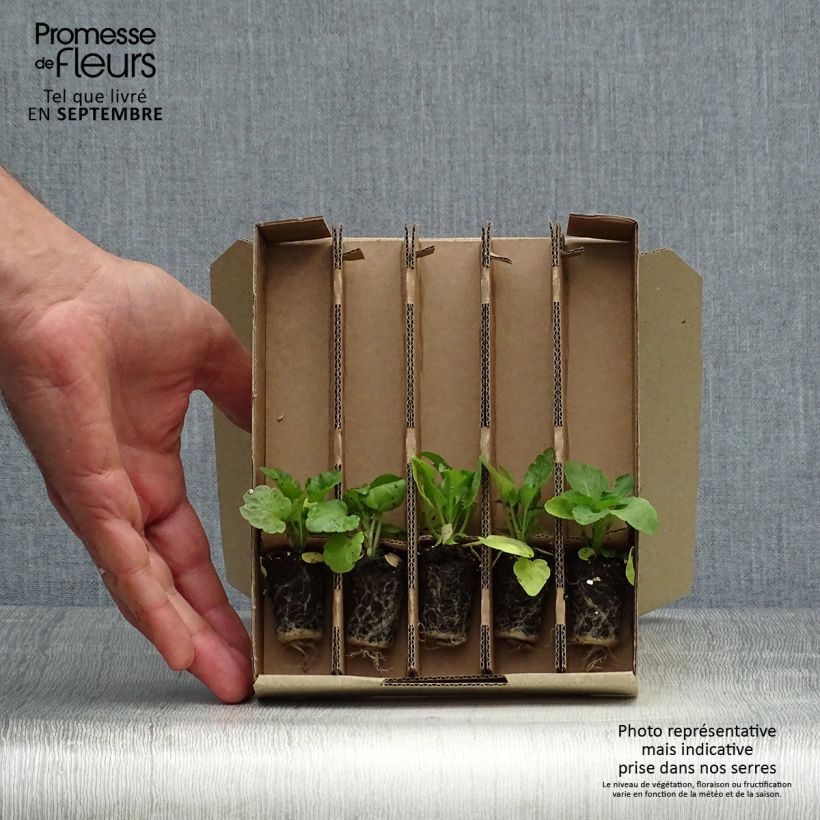 Ejemplar de Mini macetas de 5 Pensamientos Matrix Especias Mix entregado en otoño