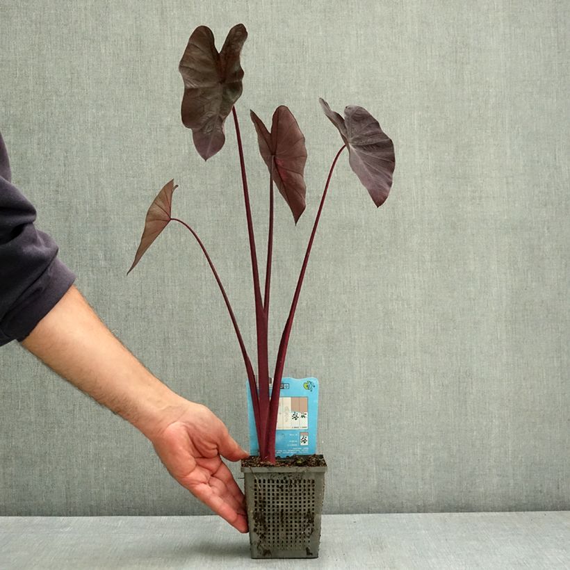 Ejemplar de Colocasia Black magic Maceta de 8/9 cm entregado en verano