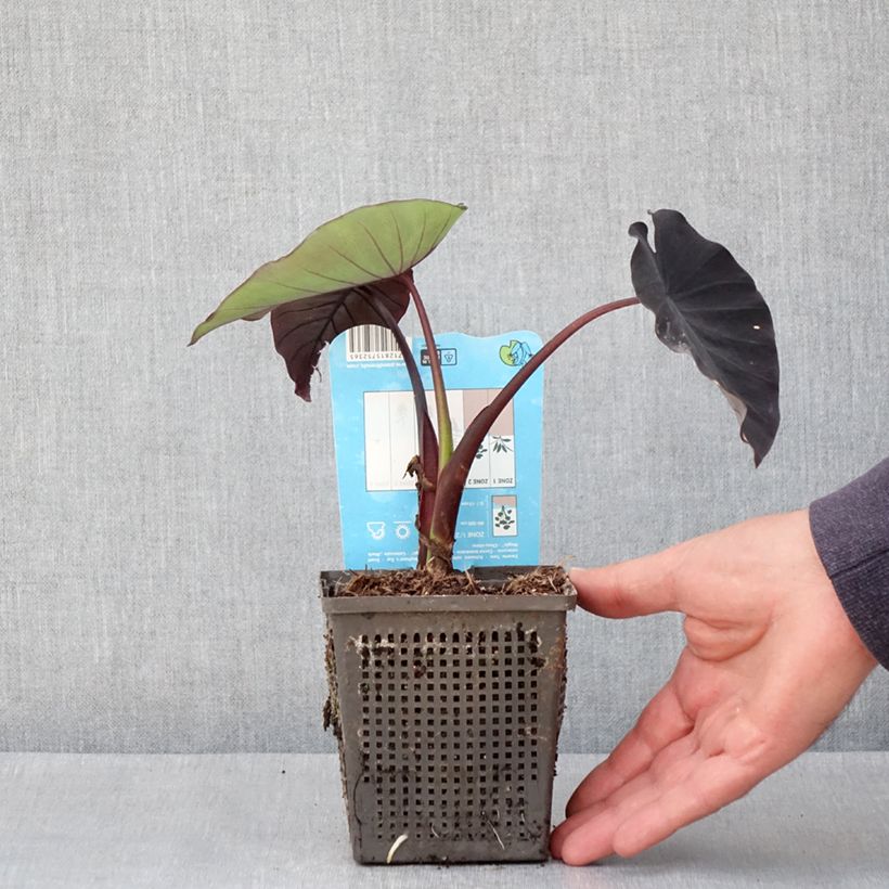 Colocasia Black magic Maceta de 8/9 cm Ejemplar entregado en la primavera