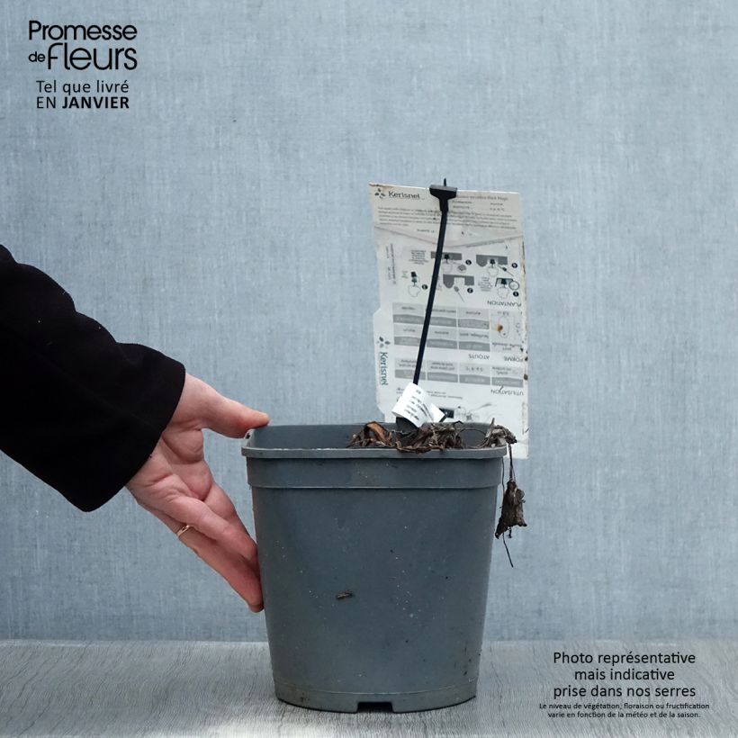 Colocasia Black magic Maceta 4L/5L Ejemplar entregado en invierno