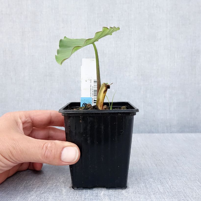 Colocasia esculenta Black Stem Maceta de 8/9 cm Ejemplar entregado en la primavera
