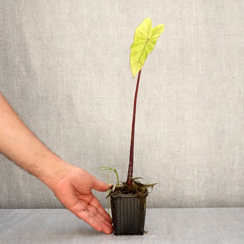 Ejemplar de Colocasia esculenta Fontanesii Maceta de 8/9 cm entregado en otoño