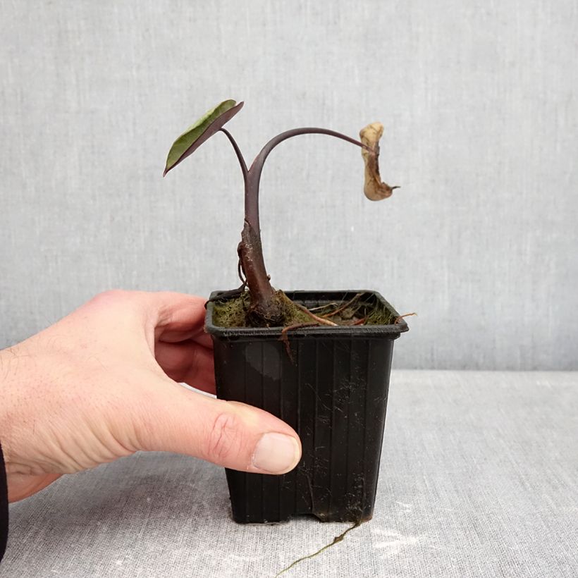 Colocasia esculenta Fontanesii Maceta de 8/9 cm Ejemplar entregado en invierno