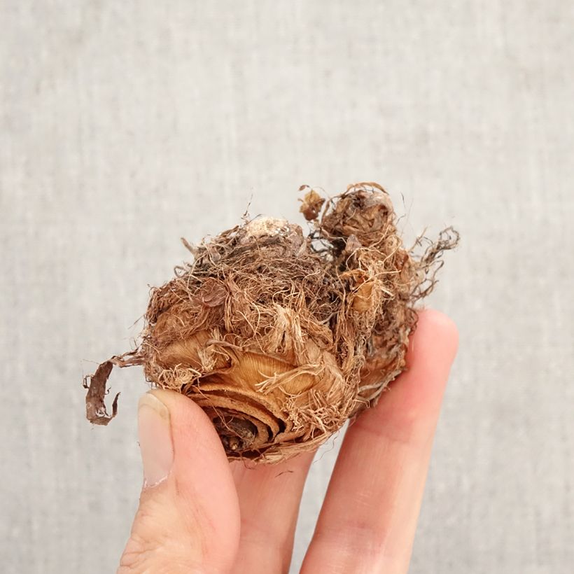 Colocasia esculenta Illustris - Taro Bulbo Ejemplar entregado en la primavera