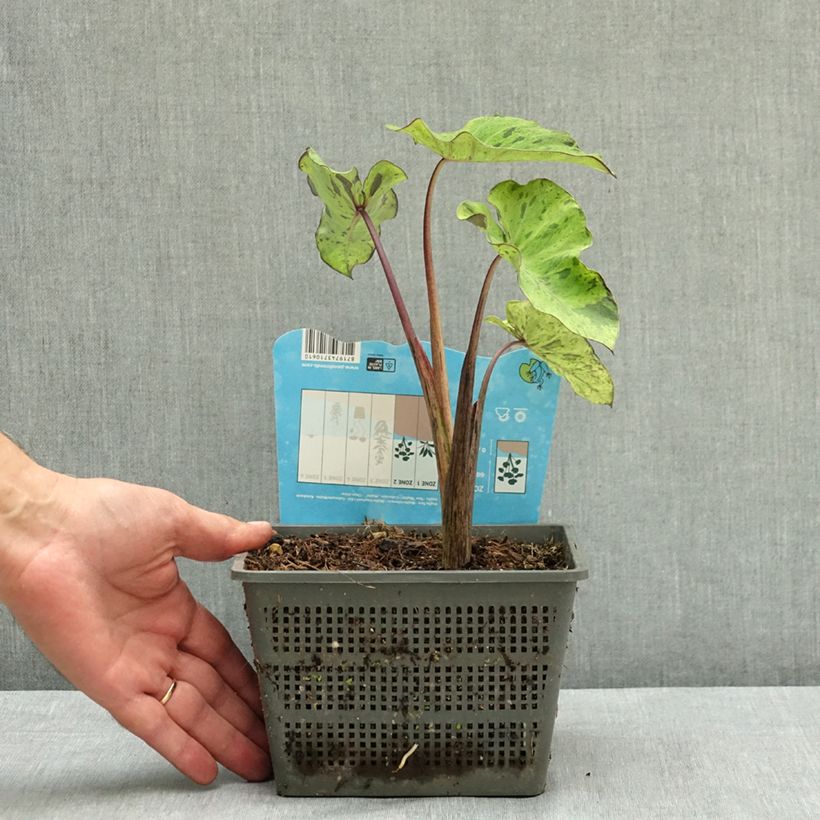 Ejemplar de Colocasia esculenta Mojito Maceta 4L/5L entregado en verano