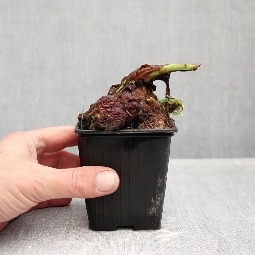 Ejemplar de Colocasia esculenta Maceta de 8/9 cm entregado en otoño