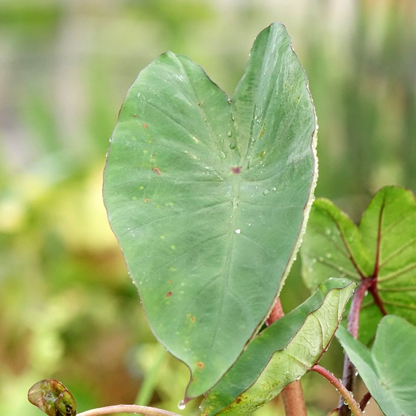 Colocasia esculenta Tea cup (Follaje)