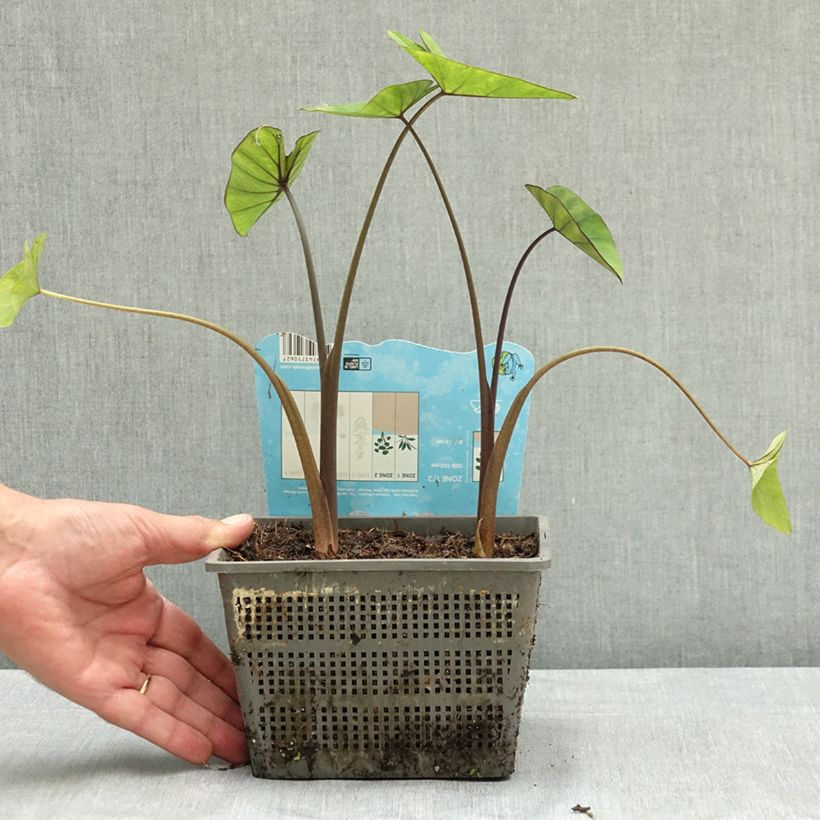 Ejemplar de Colocasia esculenta Tea cup Maceta 4L/5L entregado en verano