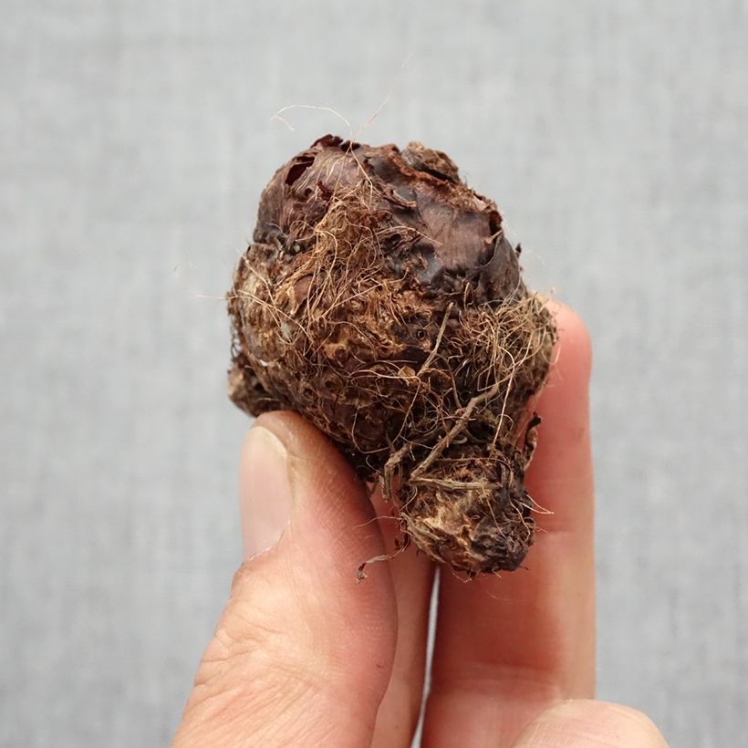 Colocasia Hawaiian Punch Bulbo calibre I Ejemplar entregado en la primavera