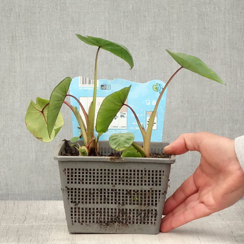 Ejemplar de Colocasia Hawaiian Punch Maceta 4L/5L calibre 18/20 entregado en verano