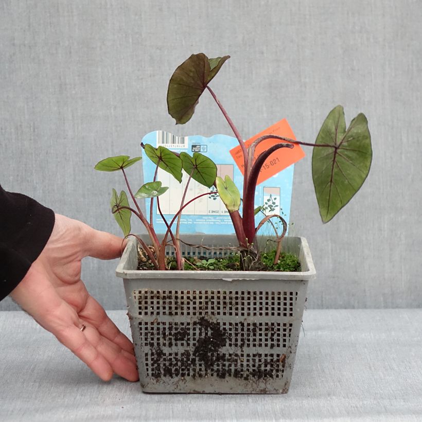 Colocasia Hawaiian Punch Maceta 4L/5L calibre 18/20 Ejemplar entregado en invierno