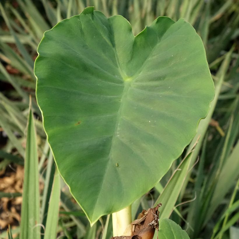 Colocasia Jack's Giant (Follaje)