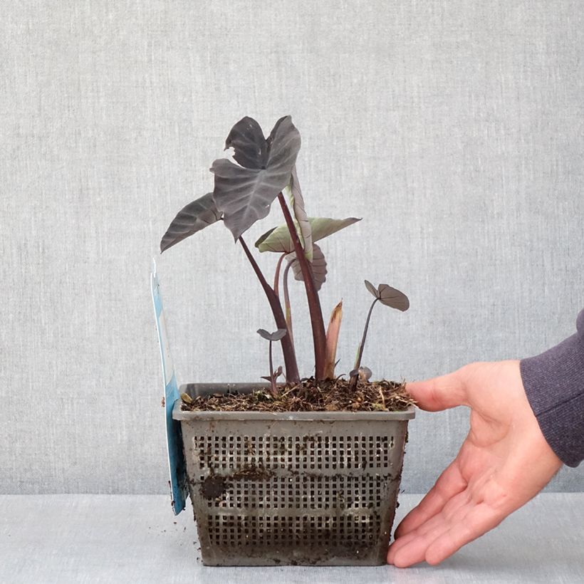 Colocasia Kona Coffee Maceta 4L/5L Ejemplar entregado en la primavera