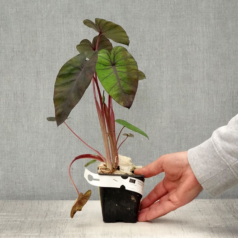 Ejemplar de Colocasia Madeira Maceta de 8/9 cm entregado en verano