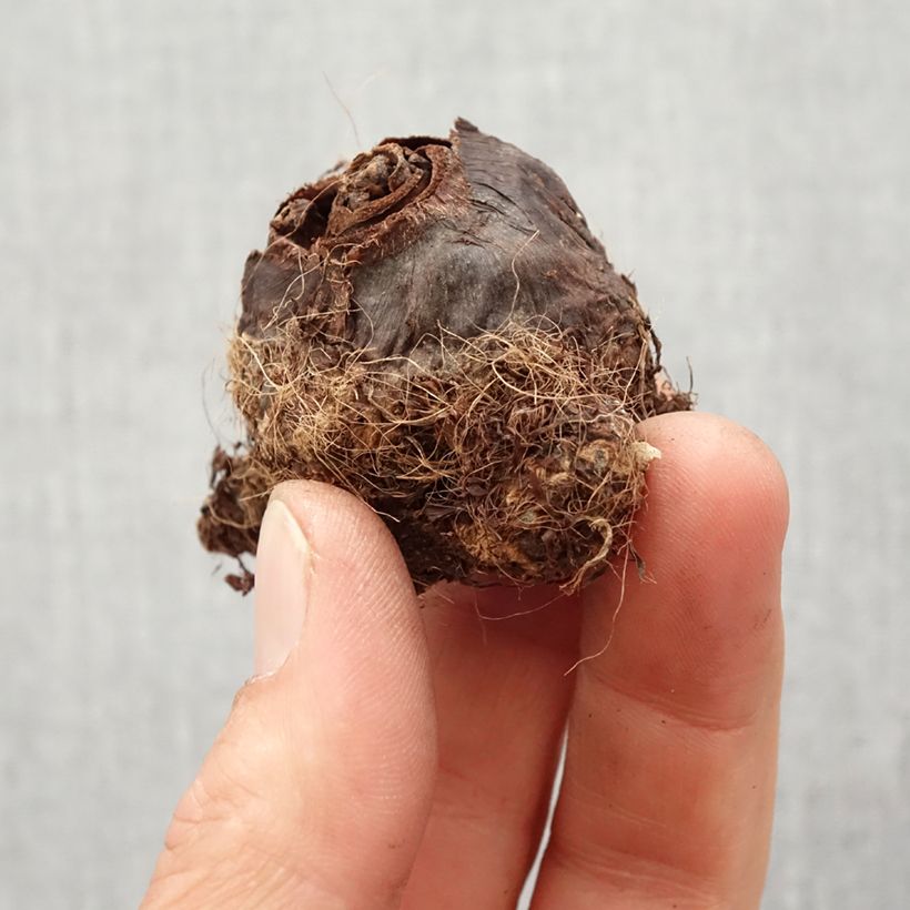 Colocasia Maui Gold Bulbo calibre I Ejemplar entregado en la primavera