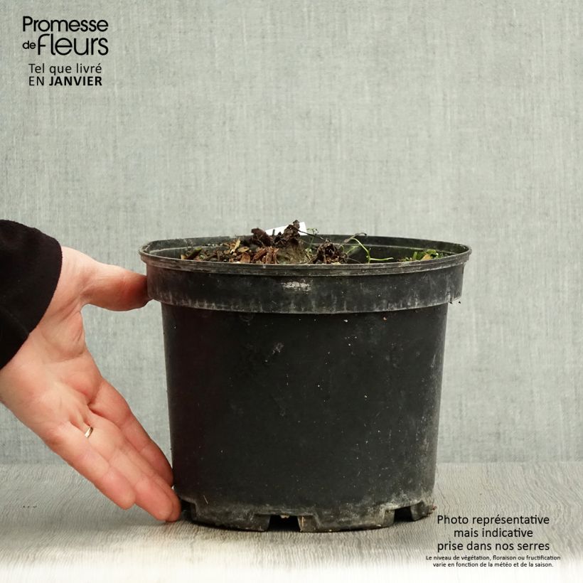 Colocasia Painted Black Gecko Maceta 4L/5L Ejemplar entregado en invierno