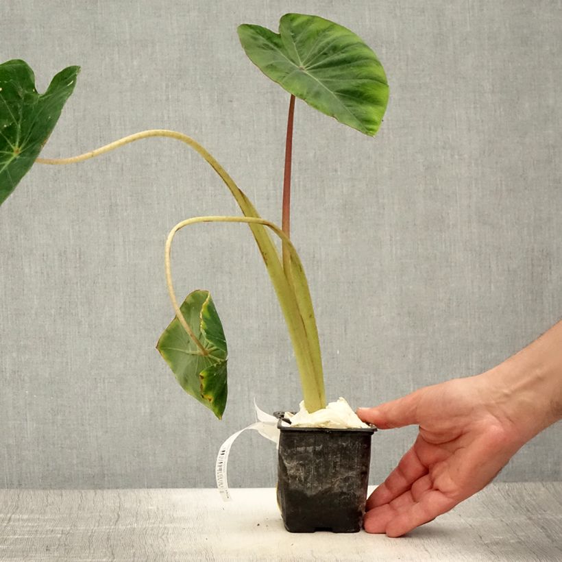 Ejemplar de Colocasia Pink China Maceta de 8/9 cm entregado en verano