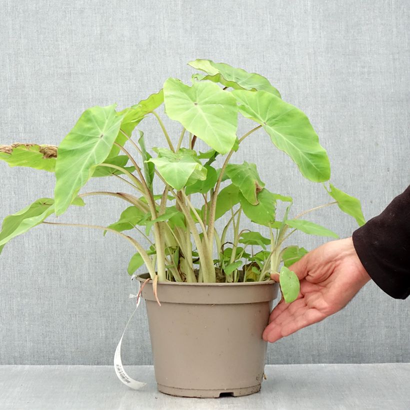 Ejemplar de Colocasia esculenta Red Eyed Gecko - Taro Maceta 4L/5L entregado en otoño