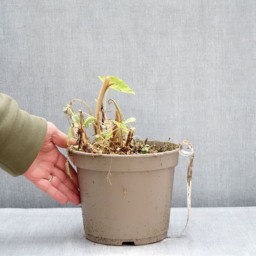 Colocasia esculenta Red Eyed Gecko - Taro Maceta 4L/5L Ejemplar entregado en invierno