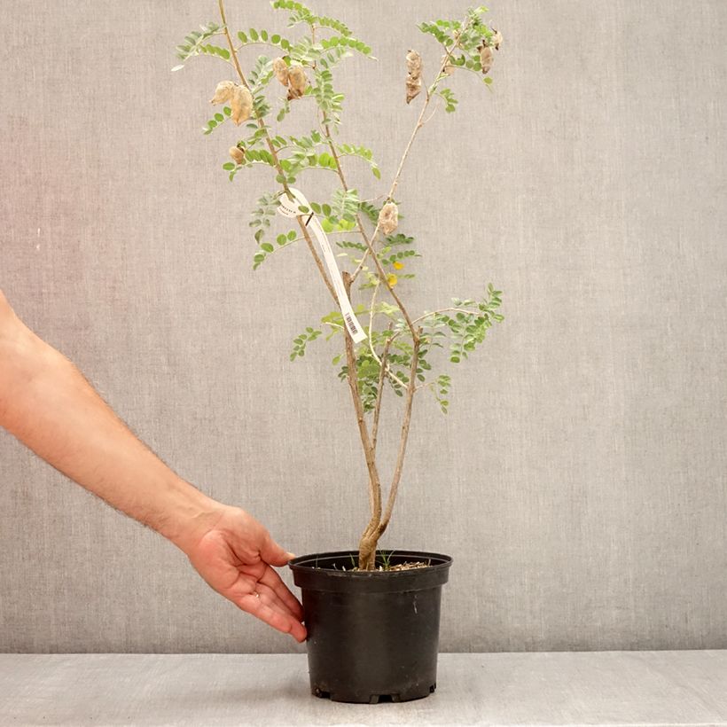 Ejemplar de Colutea arborescens - Espantalobos Maceta 2L/3L entregado en verano