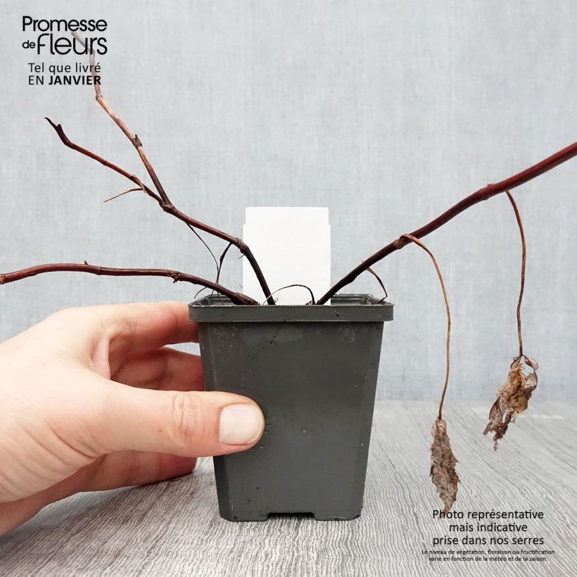 Comarum palustre - Fresa de agua Maceta de 8/9 cm Ejemplar entregado en invierno