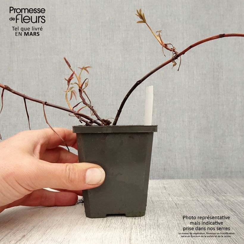 Comarum palustre - Fresa de agua Maceta de 8/9 cm Ejemplar entregado en la primavera