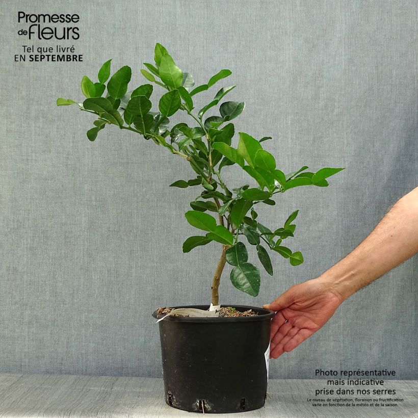 Ejemplar de Combava - Citrus hystrix Maceta 4L/5L entregado en otoño