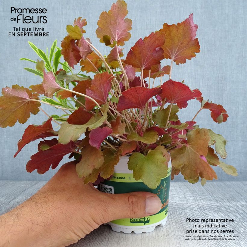 Ejemplar de Composición Hidden Treasure - composición de 3 plantas Maceta de 12 cm / 13 cm entregado en otoño