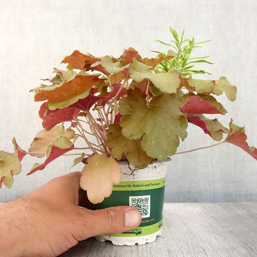 Ejemplar de Composición Hidden Treasure - composición de 3 plantas Maceta de 12 cm / 13 cm entregado en verano