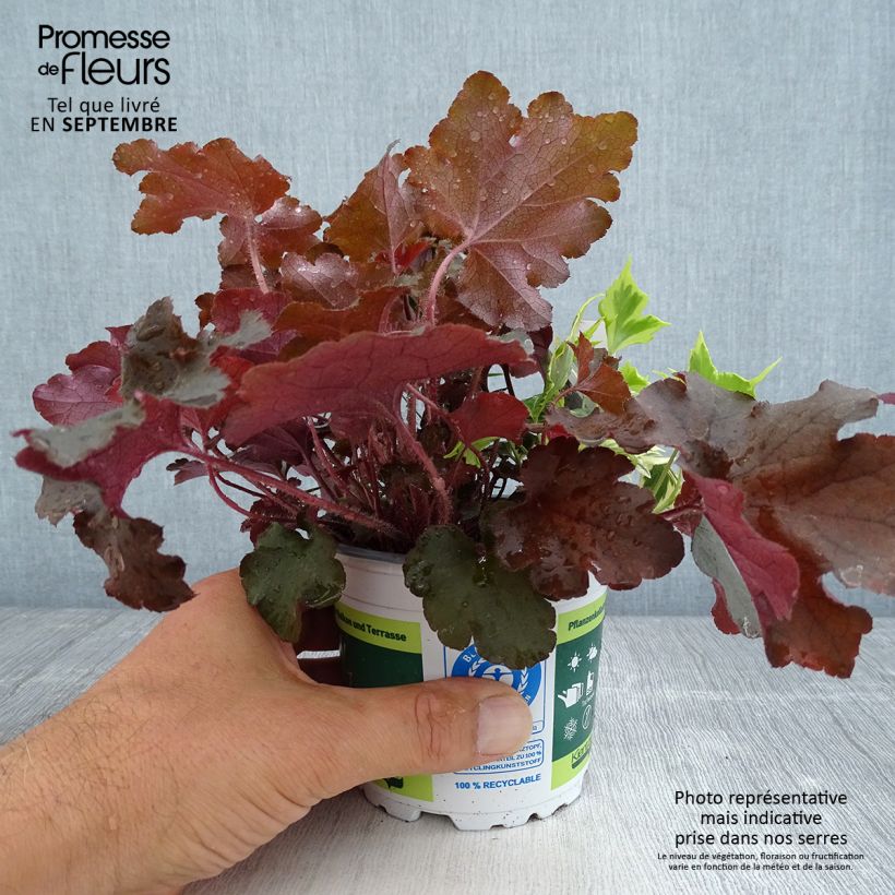 Ejemplar de Composición Lucky Charm - composición de 3 plantas Maceta de 12 cm / 13 cm entregado en otoño