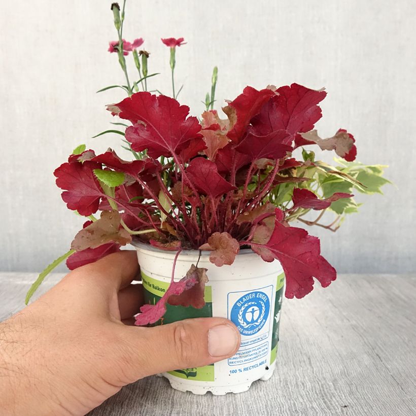 Ejemplar de Composición Lucky Charm - composición de 3 plantas Maceta de 12 cm / 13 cm entregado en verano