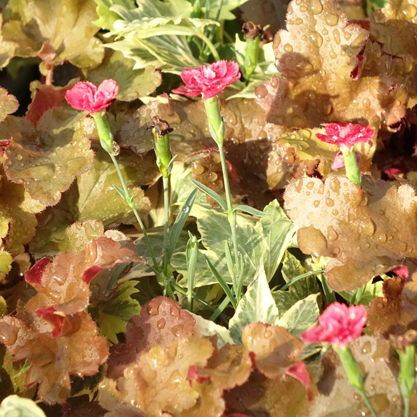Composición Lucky Charm - composición de 3 plantas (Follaje)