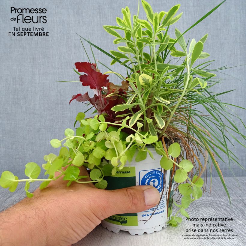 Ejemplar de Composición luz de otoño - composición de 4 plantas Maceta de 12 cm / 13 cm entregado en otoño