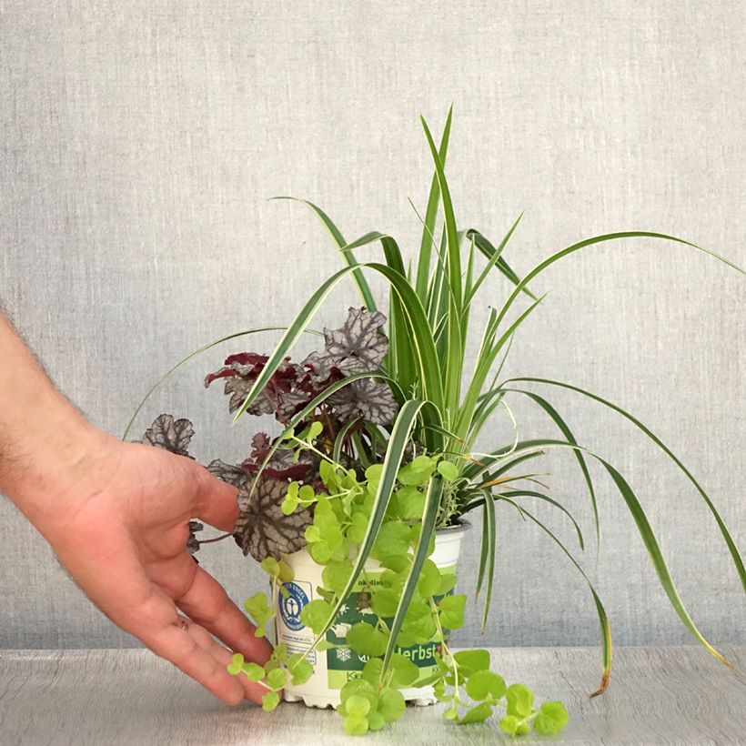 Ejemplar de Composición Silent Sunday - composición de 4 plantas Maceta de 12 cm / 13 cm entregado en verano