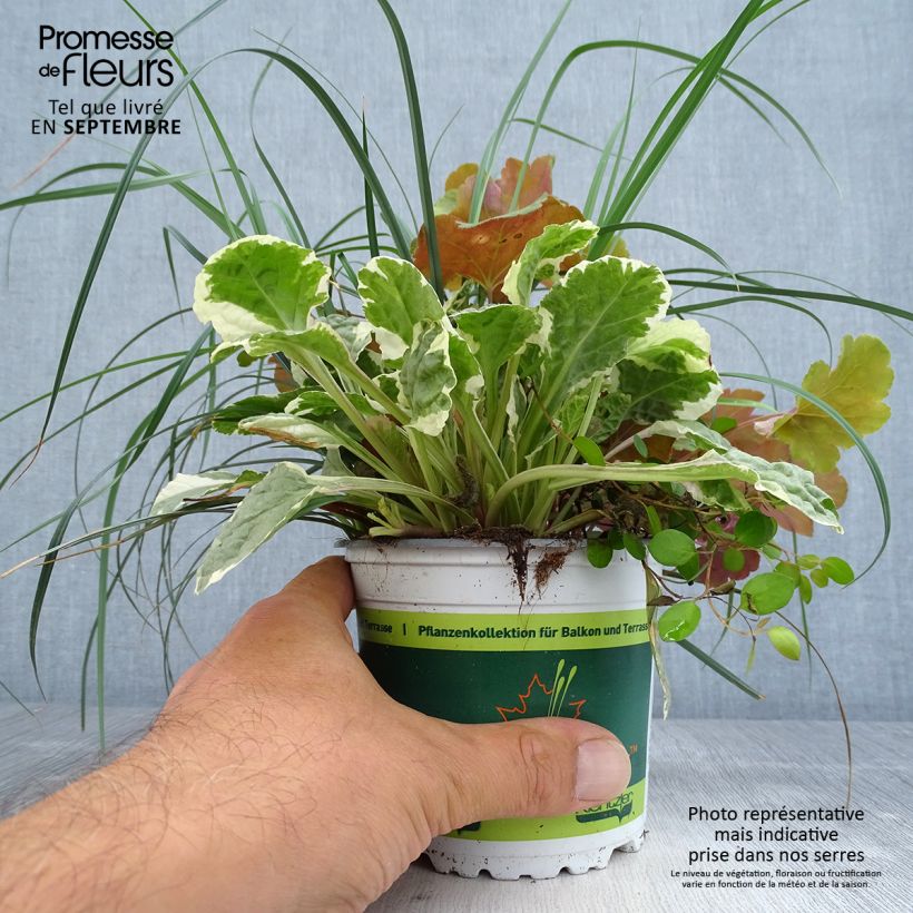 Ejemplar de Composición Sunkissed - composición de 4 plantas Maceta de 12 cm / 13 cm entregado en otoño