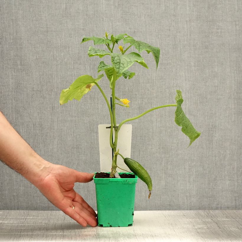 Pepino Bella (planta interjada) Maceta de 10 cm/11 cm Ejemplar entregado en la primavera
