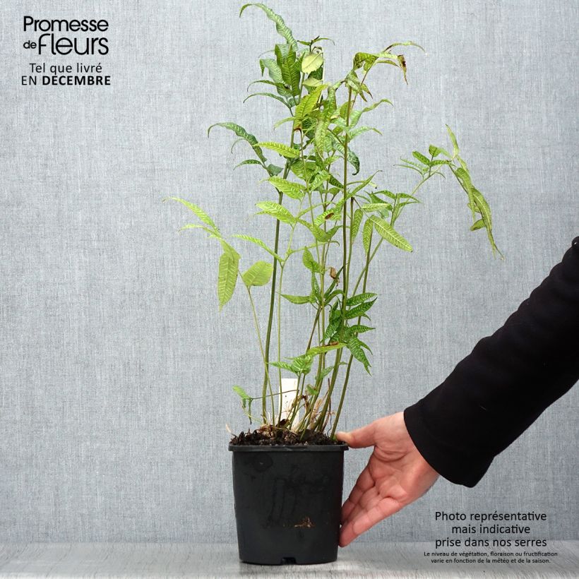 Coniogramme emeiensis - Helecho de bambú Maceta 2L/3L Ejemplar entregado en invierno