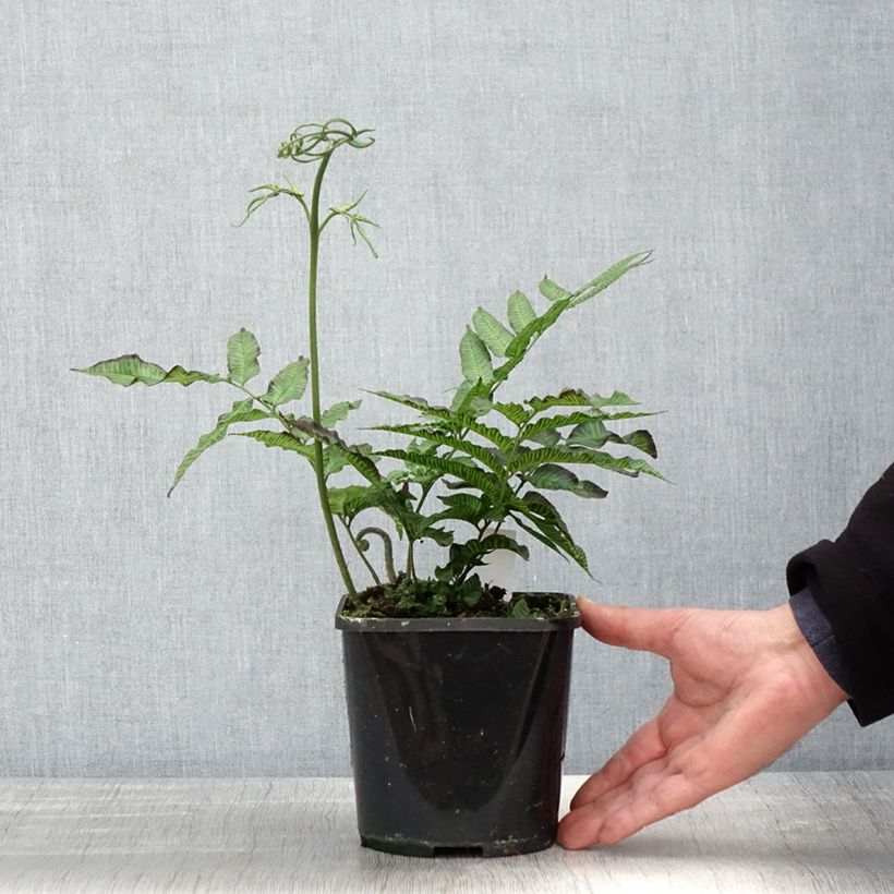 Coniogramme emeiensis - Helecho de bambú Maceta 2L/3L Ejemplar entregado en la primavera