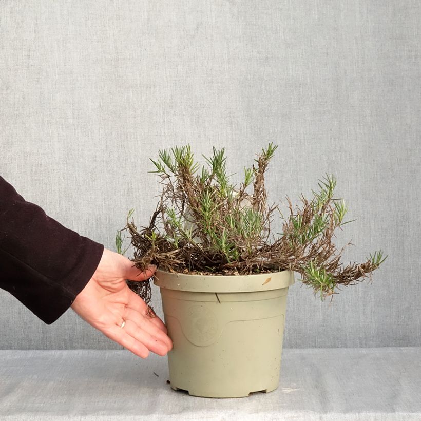 Conradina Little Rosie Maceta 3L/4L Ejemplar entregado en invierno