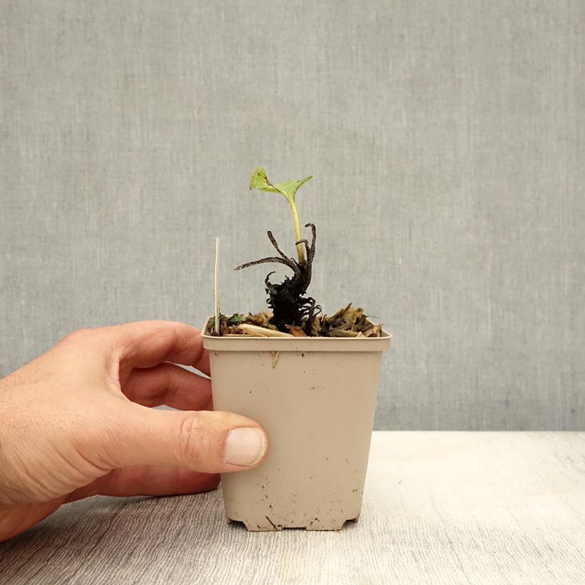 Ejemplar de Symphytum rubrum - Consuelda Maceta de 8/9 cm entregado en otoño
