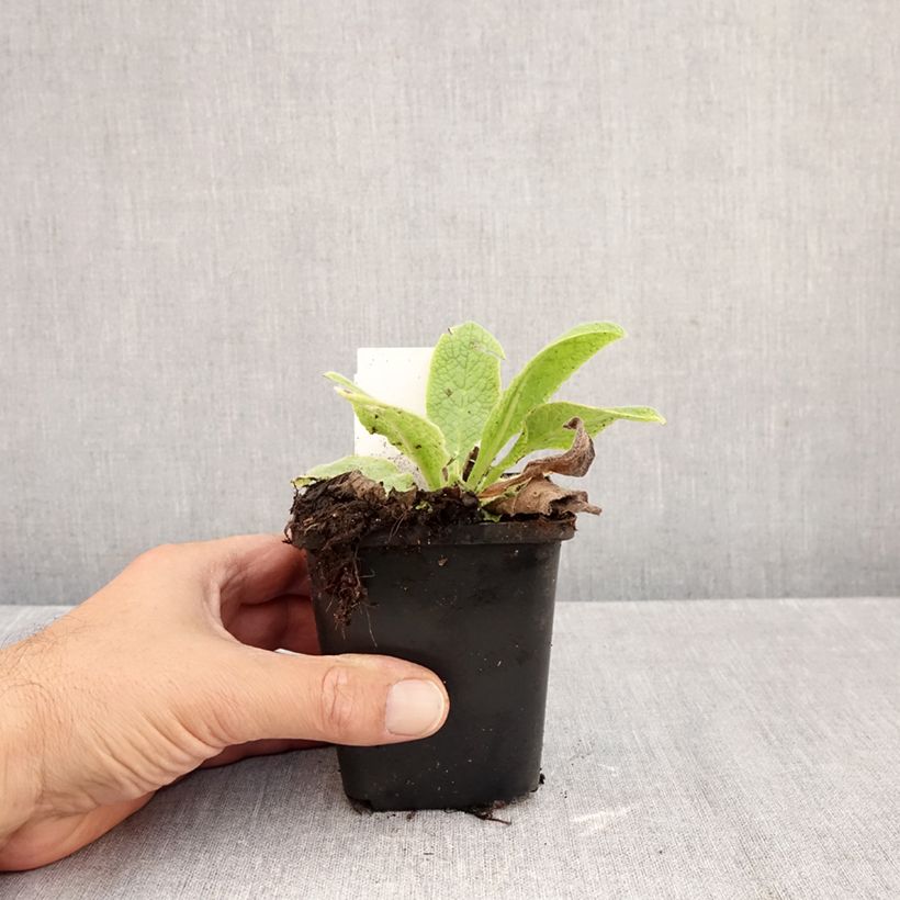 Ejemplar de Symphytum azureum - Consuelda Azul Maceta de 8/9 cm entregado en otoño