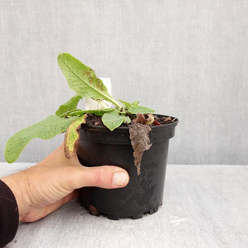 Ejemplar de Symphytum azureum - Consuelda Azul Maceta 2L/3L entregado en otoño