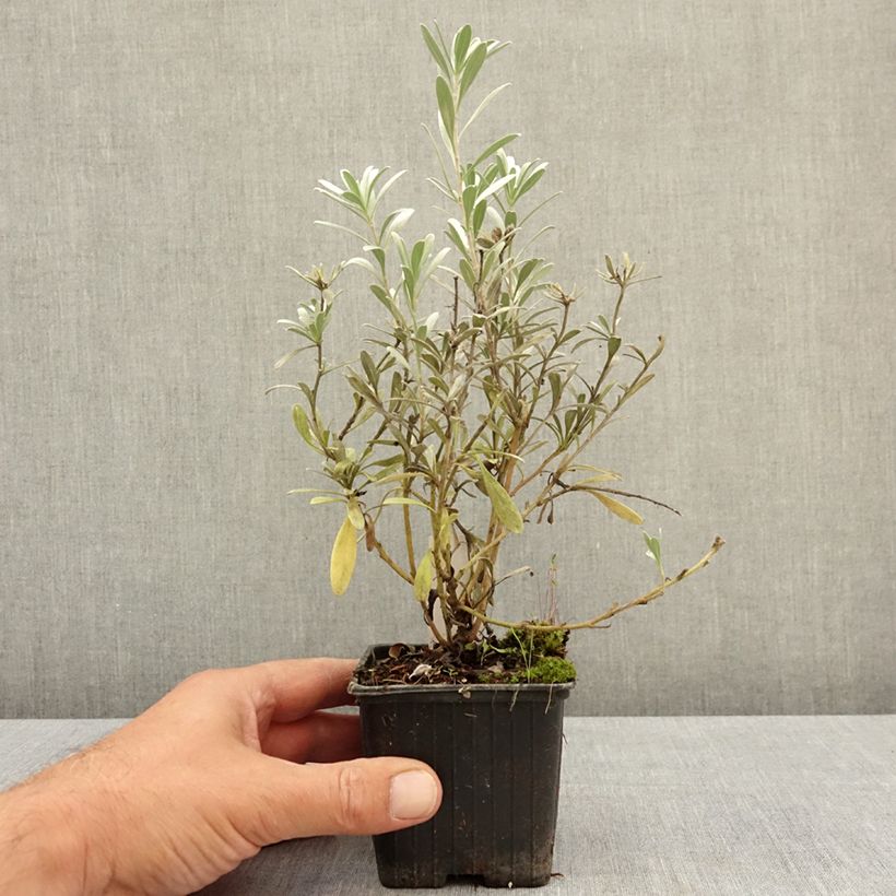 Ejemplar de Convolvulus cneorum - Campanilla plateada Maceta de 8/9 cm entregado en verano