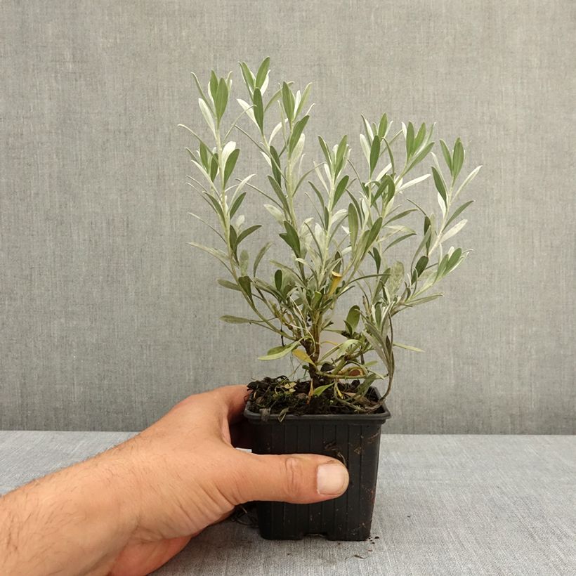 Convolvulus cneorum - Campanilla plateada Maceta de 8/9 cm Ejemplar entregado en la primavera