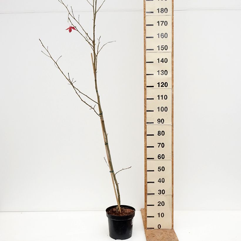 Ejemplar de Liquidambar styraciflua Aurora Maceta 4L/5L entregado en otoño