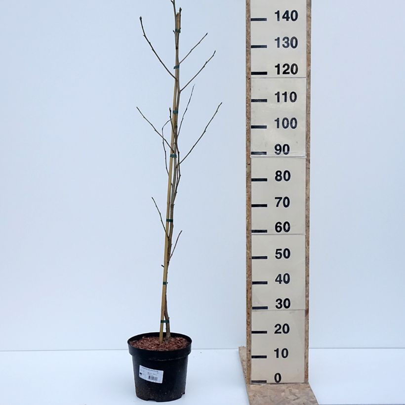 Liquidambar styraciflua Aurora Maceta 4L/5L Ejemplar entregado en invierno
